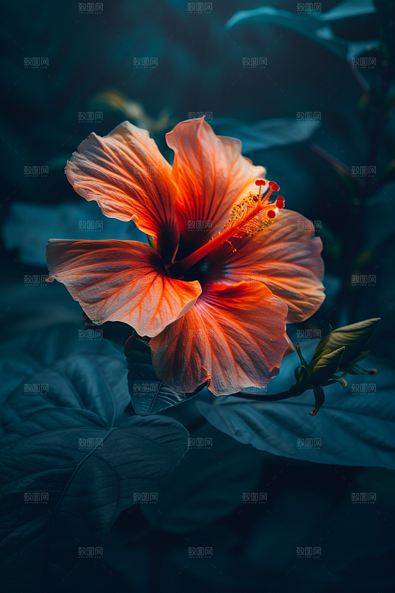 木槿花花朵木棉摄影图