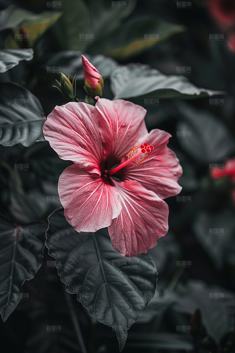 木槿花彩色花卉摄影图