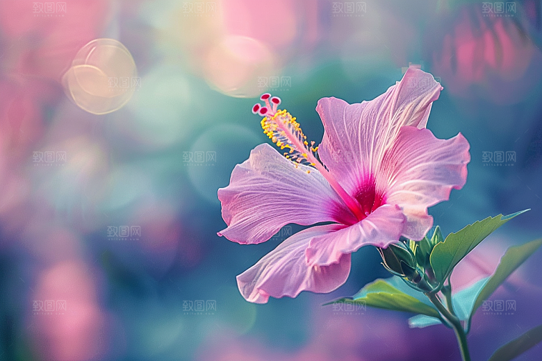 木槿花高清花卉摄影图