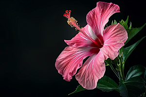 木槿花花朵夏天摄影图