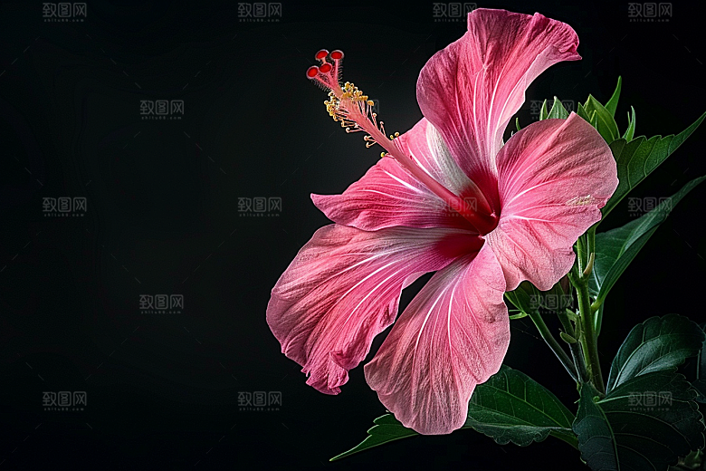 木槿花花朵夏天摄影图
