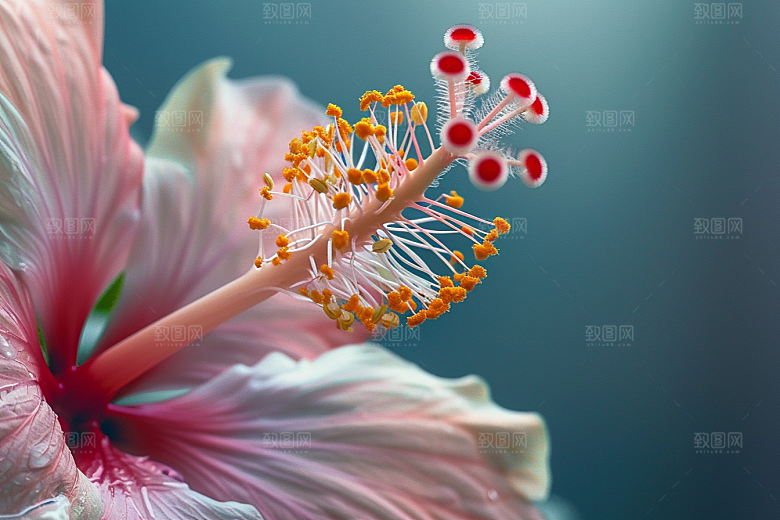 木槿花自然花卉摄影图