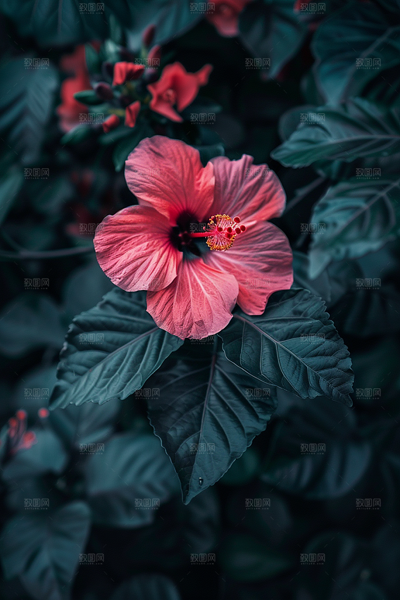 木槿花夏季高清摄影图