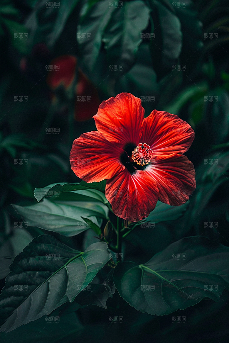 木槿花彩色清新摄影图