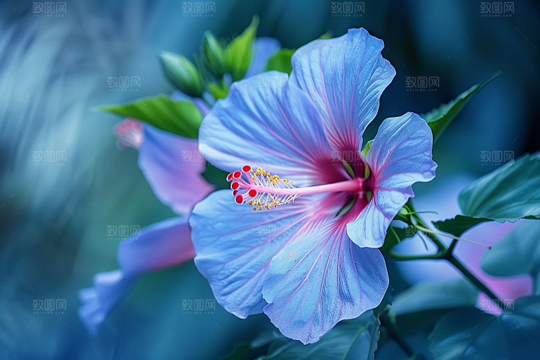 木槿花花朵木棉摄影图
