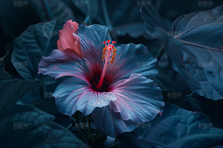木槿花自然夏季摄影图