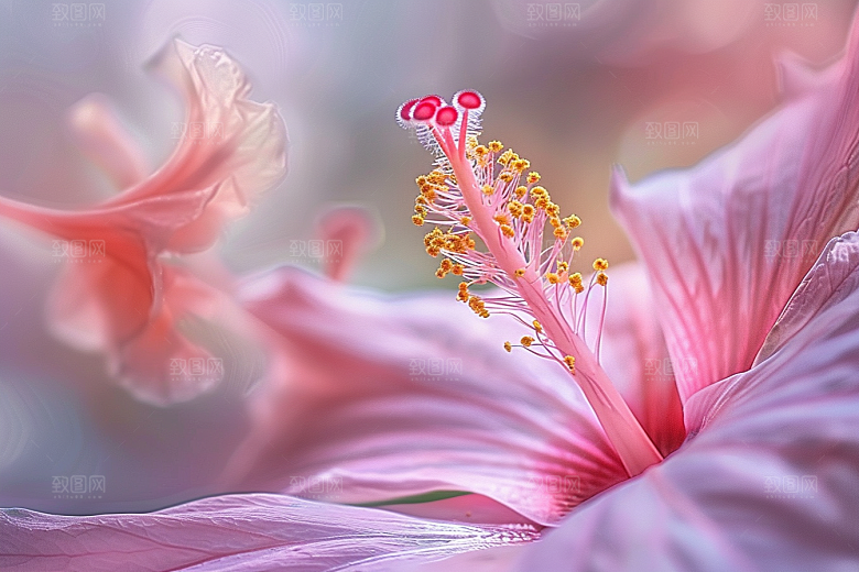 木槿花花卉唯美摄影图