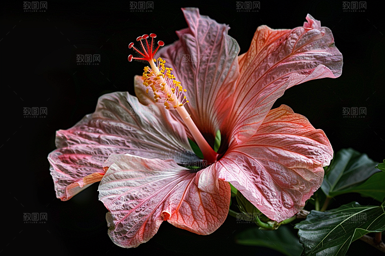 木槿花高清花朵摄影图