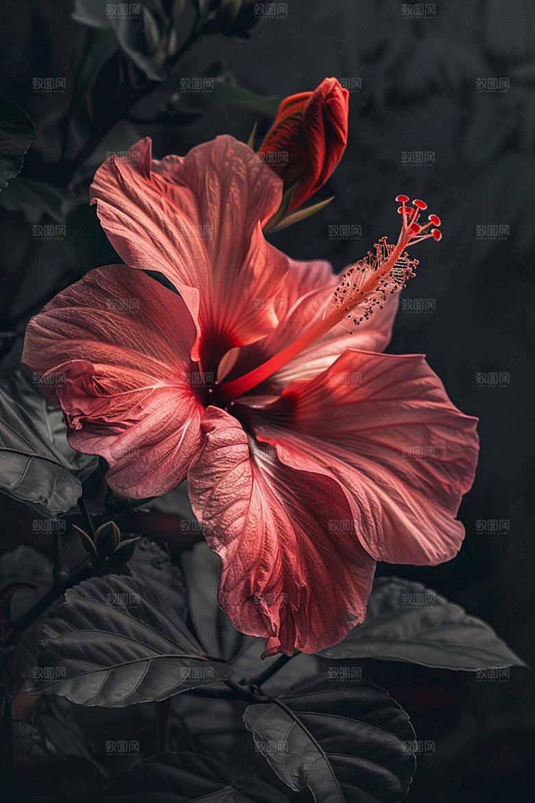 木槿花木棉花卉摄影图