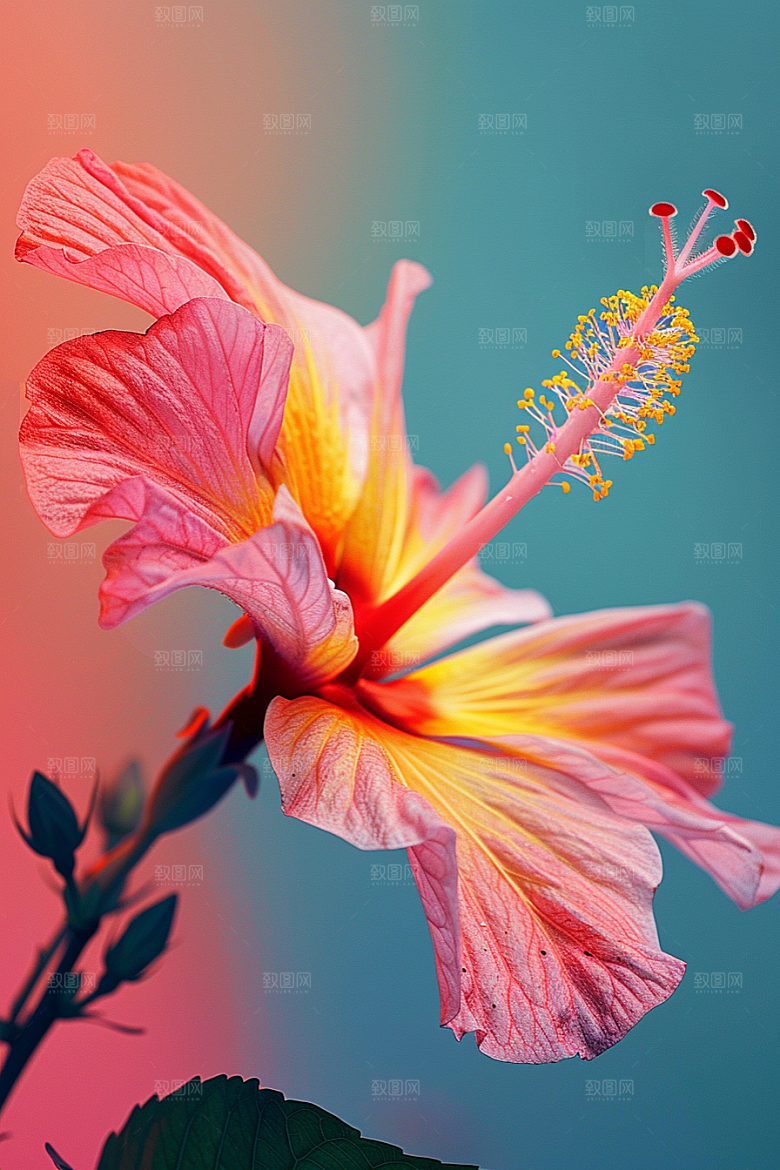 木槿花自然唯美摄影图