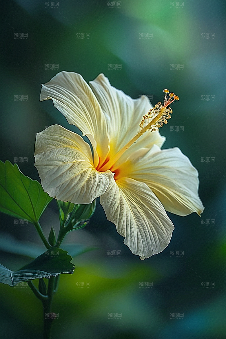 木槿花花朵高清摄影图