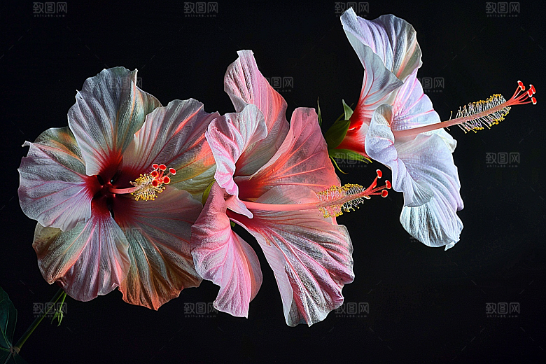 木槿花花卉花朵摄影图
