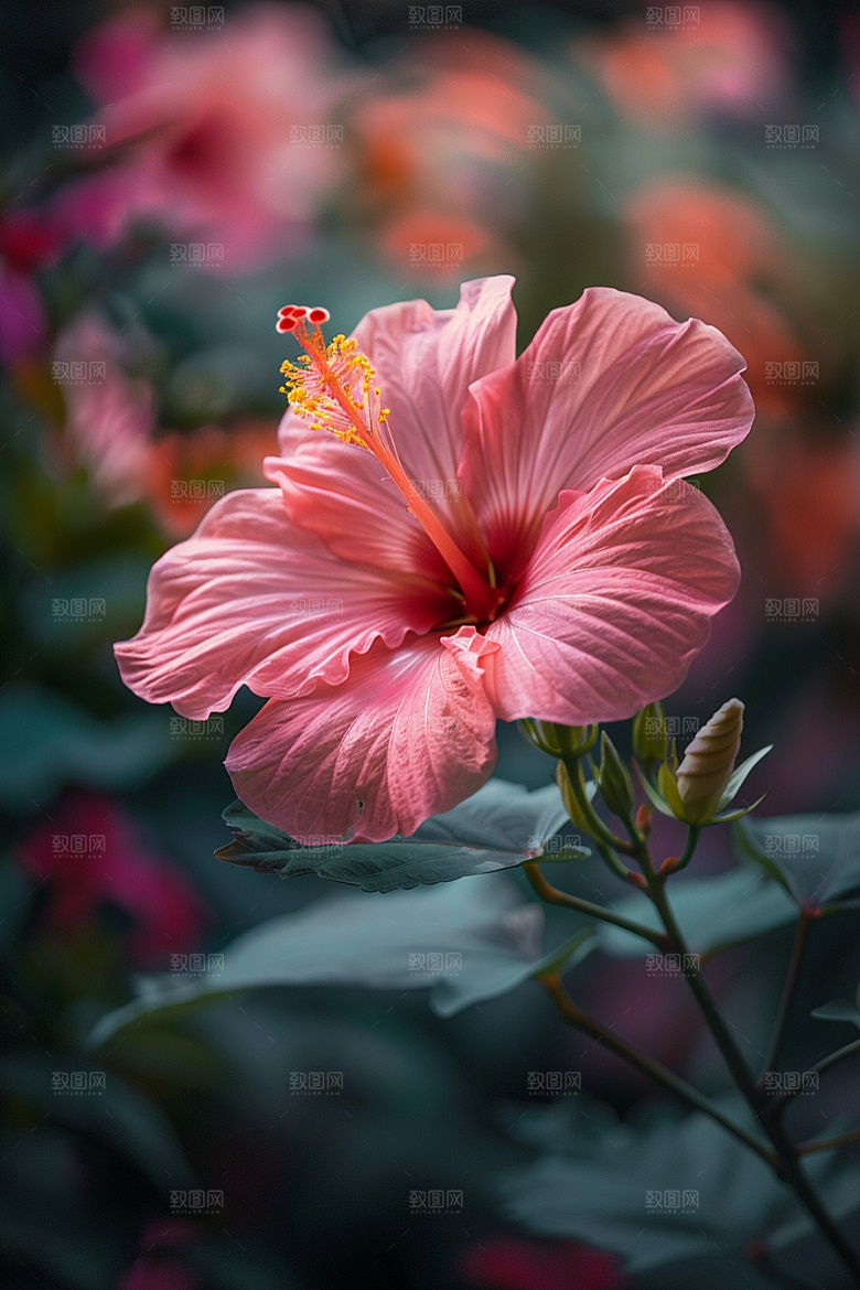 木槿花植物高清摄影图