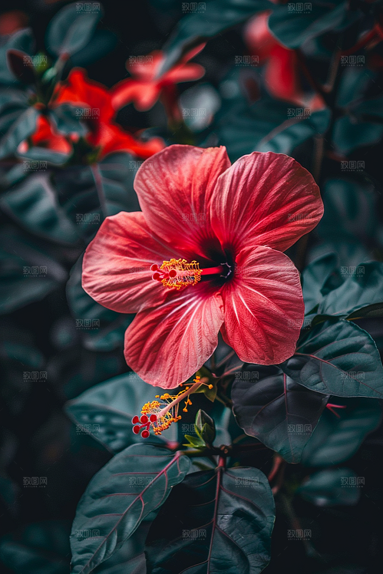 木槿花夏季木棉摄影图