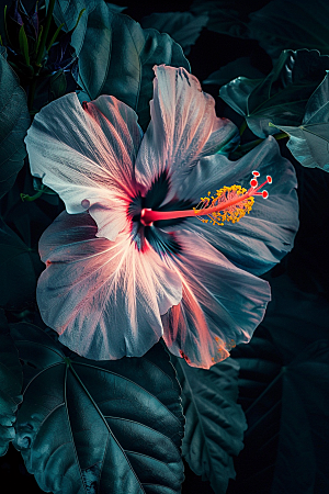 木槿花植物高清摄影图