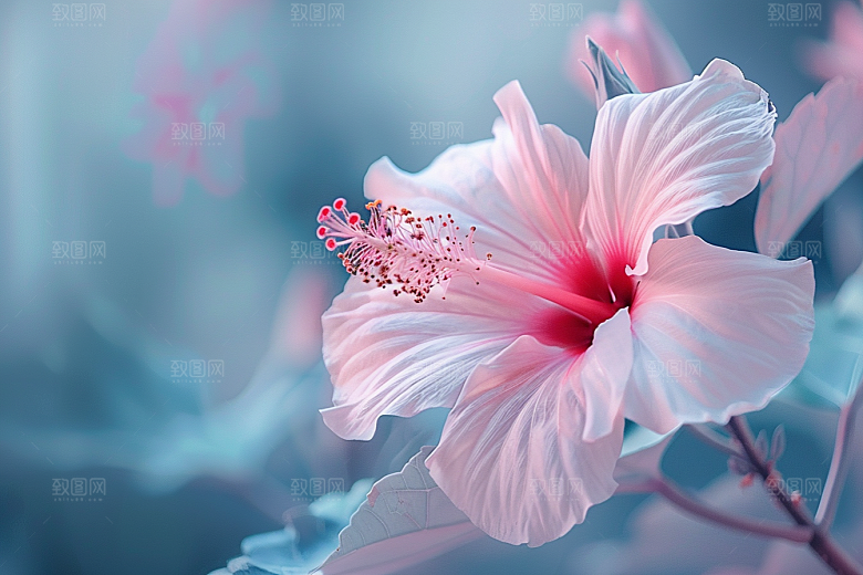 木槿花彩色自然摄影图