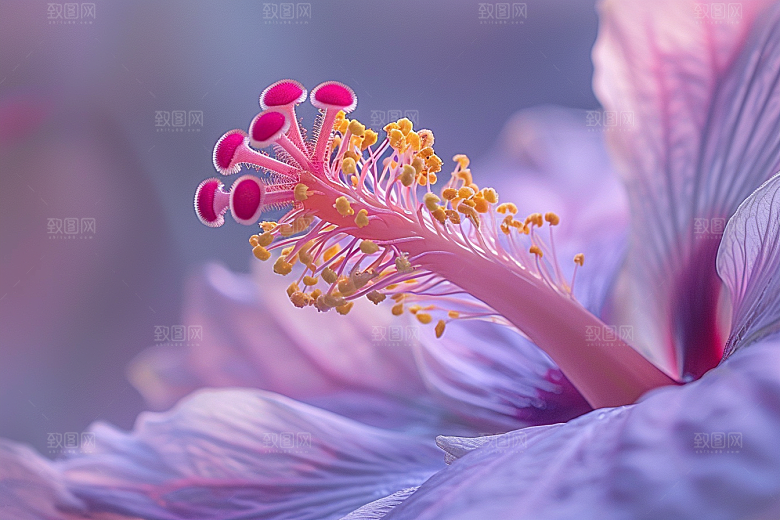 木槿花夏天自然摄影图
