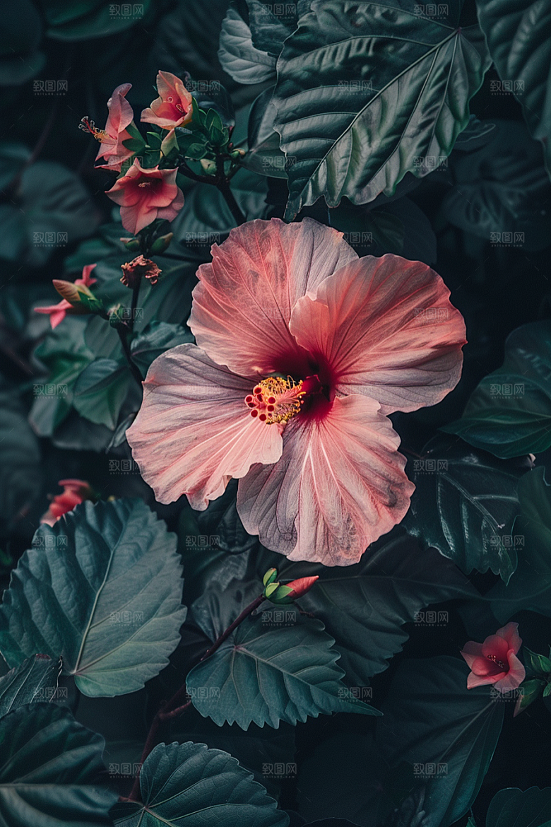 木槿花彩色夏天摄影图