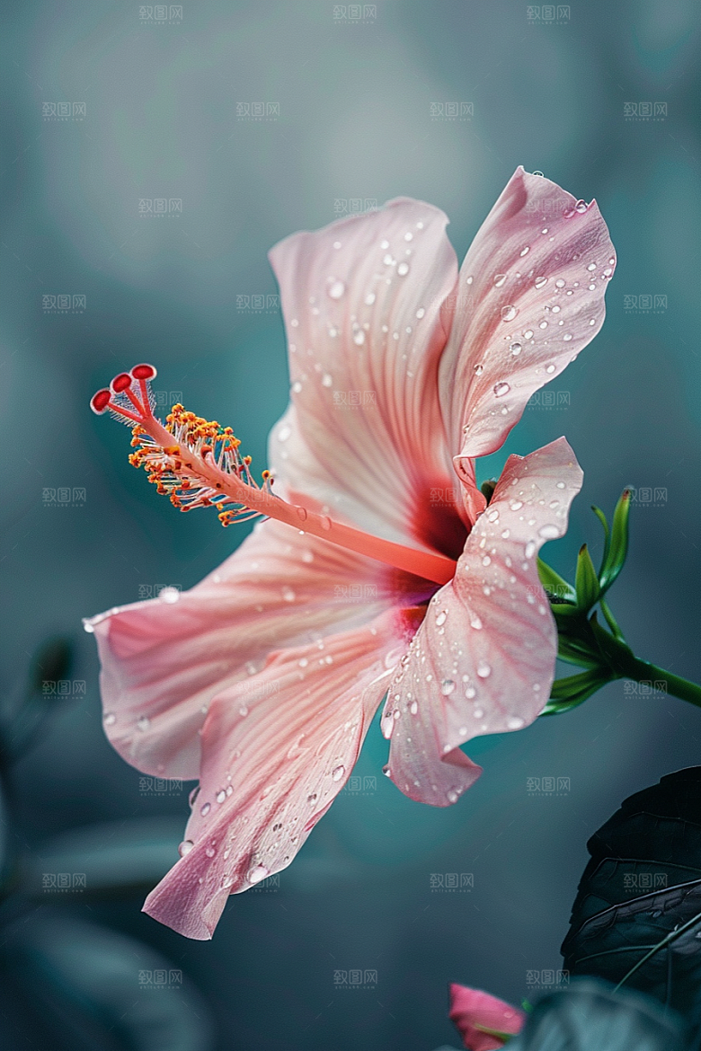 木槿花植物花卉摄影图