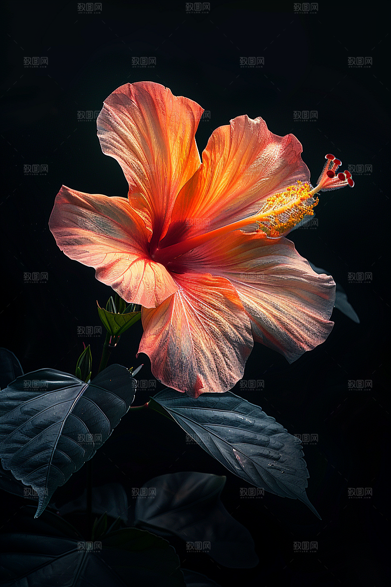 木槿花唯美夏季摄影图