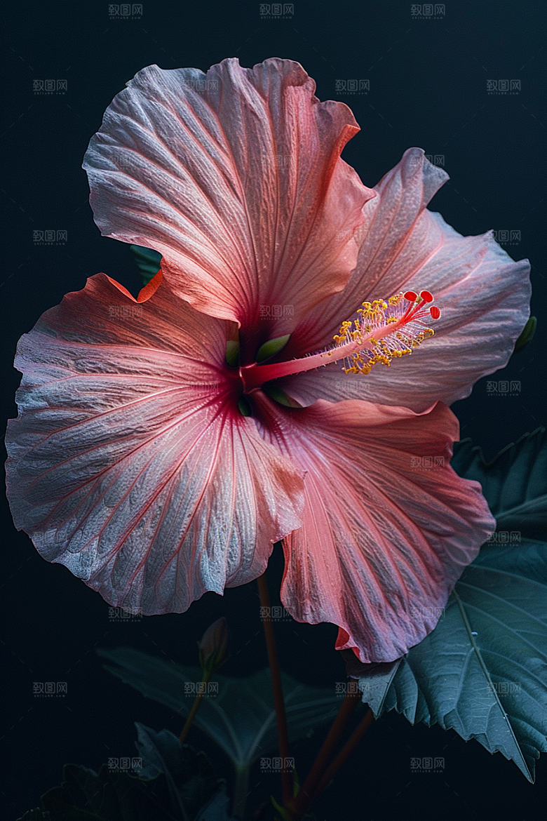 木槿花清新花朵摄影图