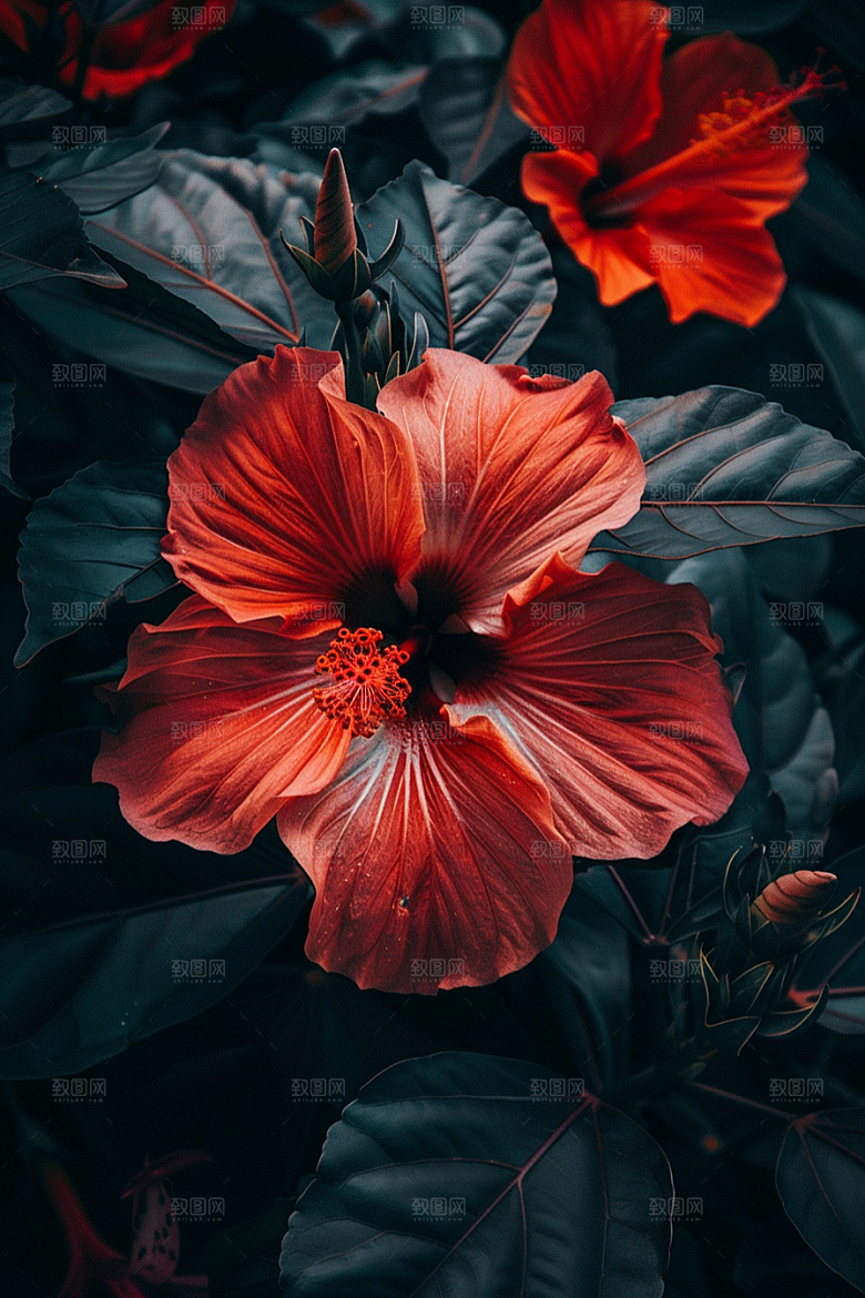 木槿花夏季自然摄影图