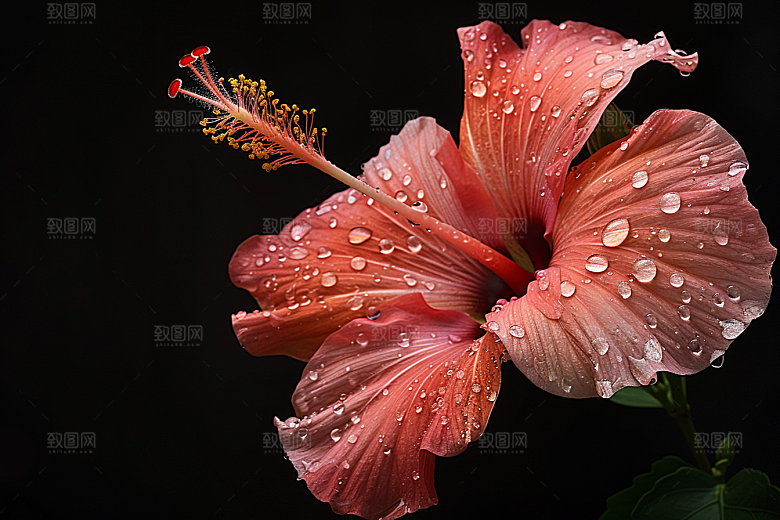 木槿花高清夏季摄影图