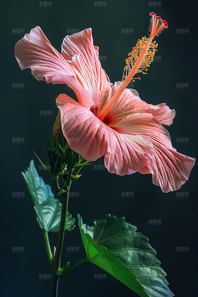 木槿花夏季高清摄影图