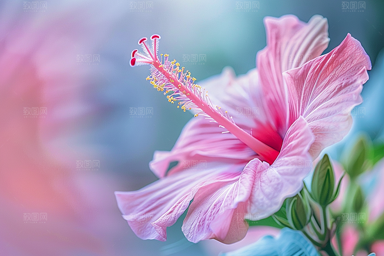 木槿花植物夏季摄影图