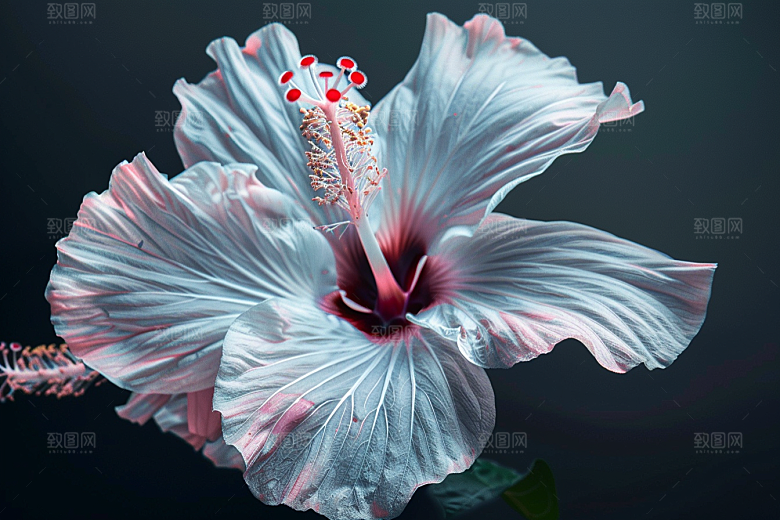 木槿花夏季花卉摄影图