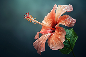 木槿花自然植物摄影图