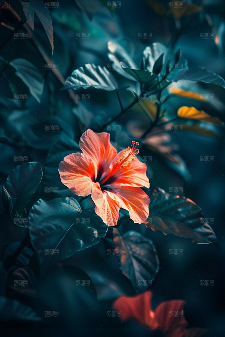 木槿花花朵木棉摄影图