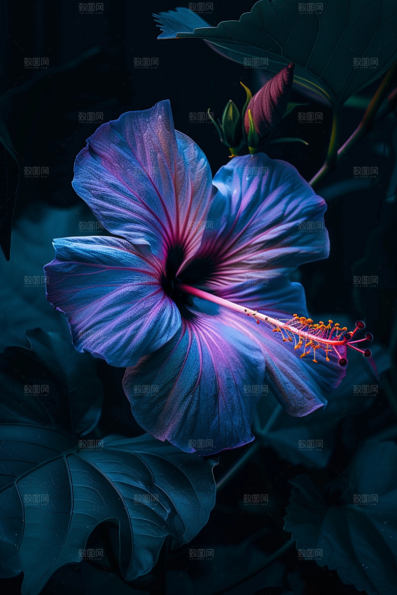 木槿花彩色高清摄影图