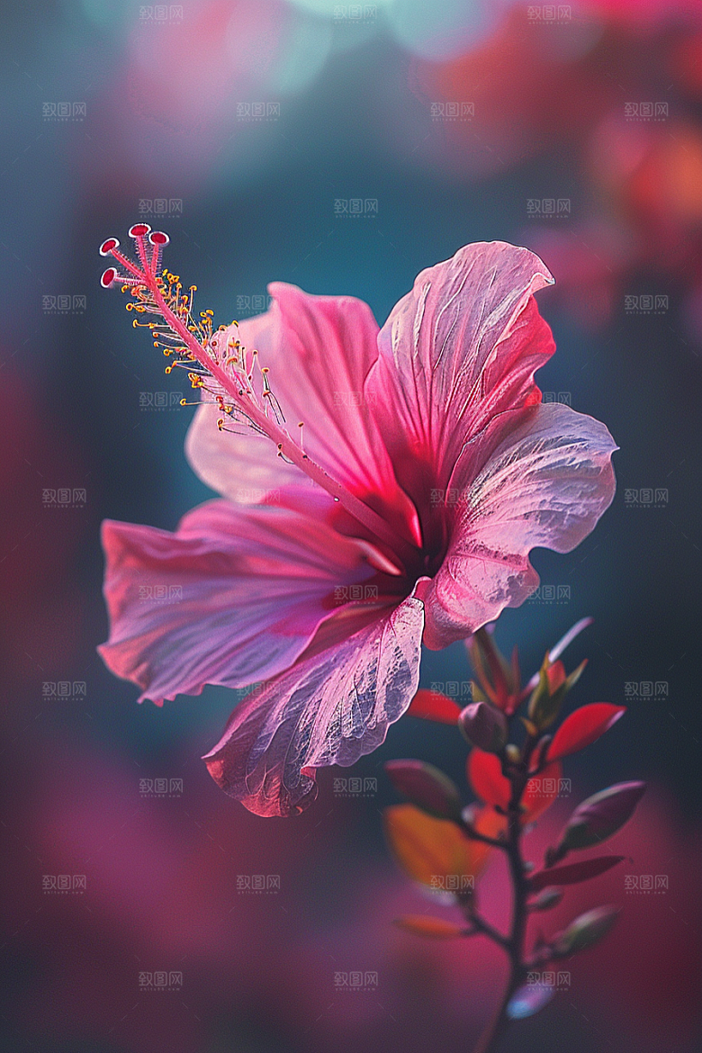 木槿花夏季夏天摄影图