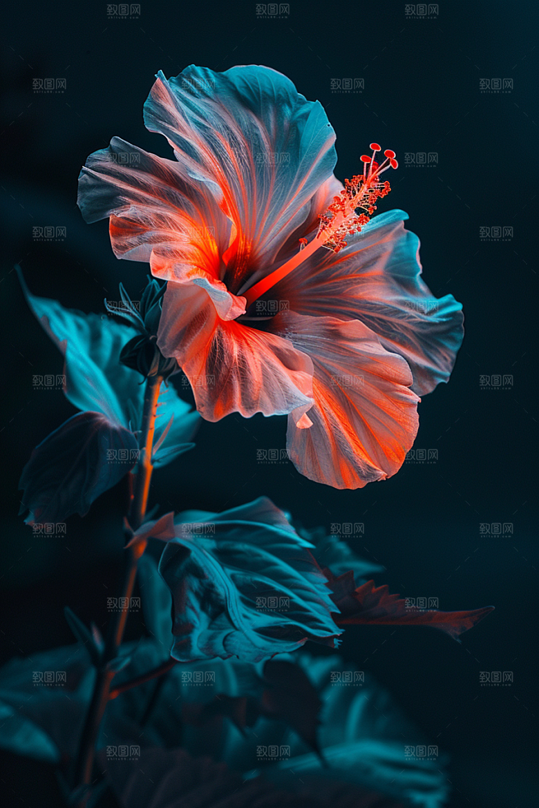 木槿花夏天唯美摄影图