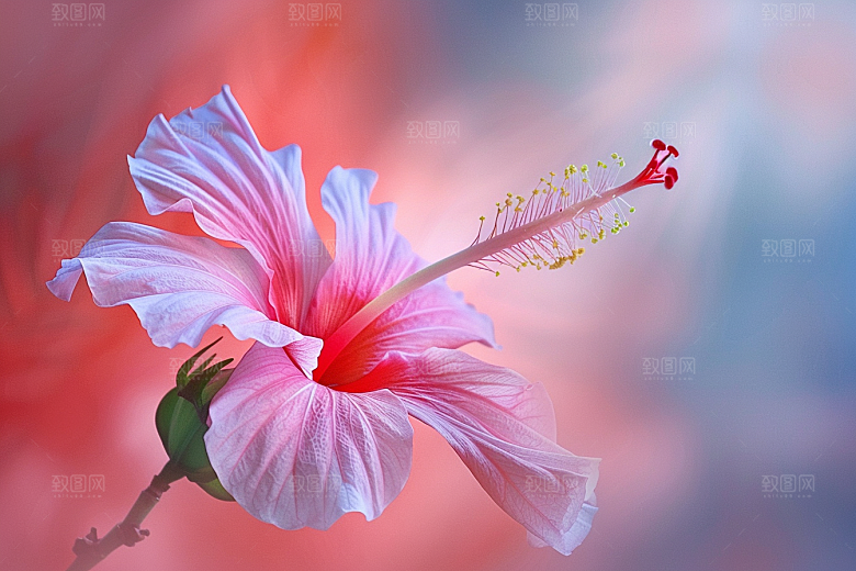 木槿花高清唯美摄影图