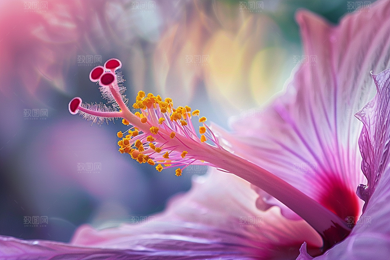 木槿花自然夏季摄影图