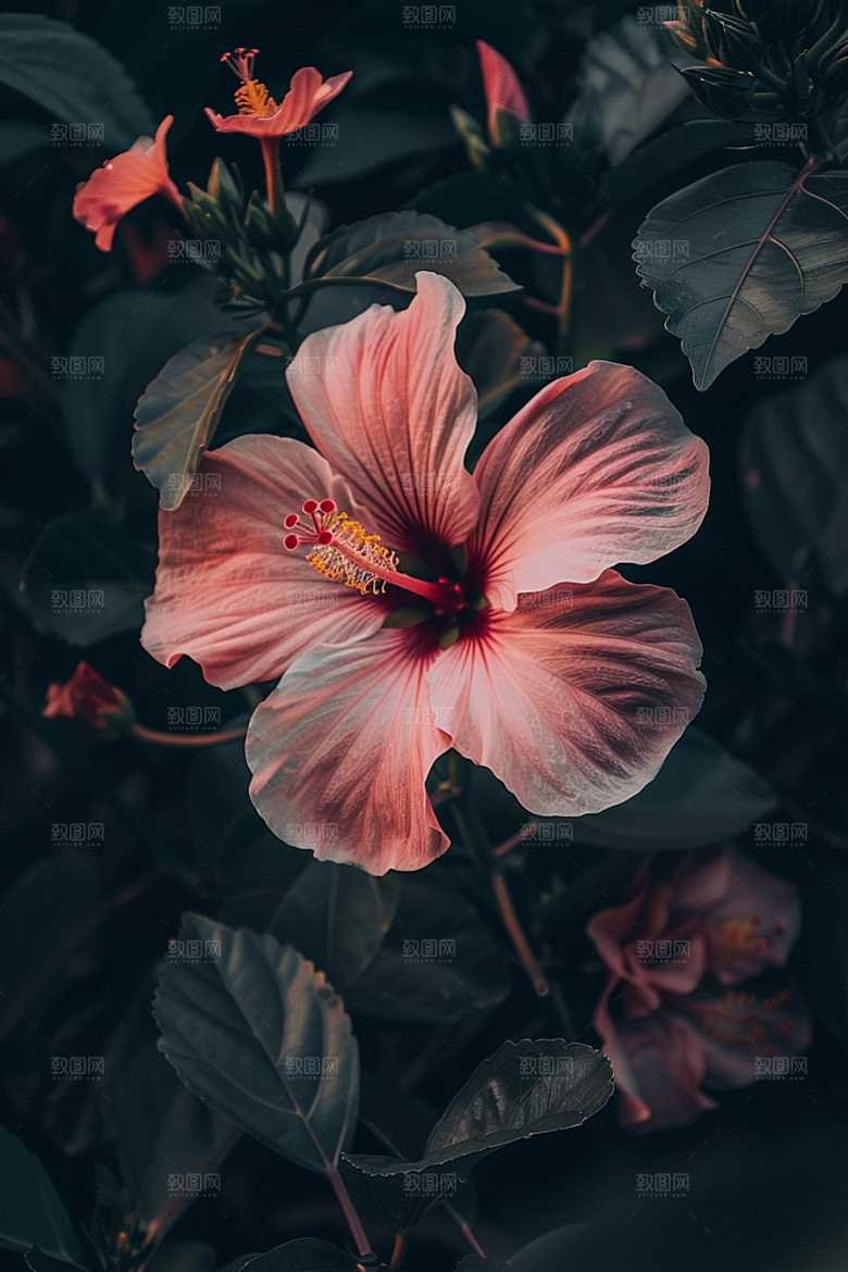 木槿花唯美夏季摄影图