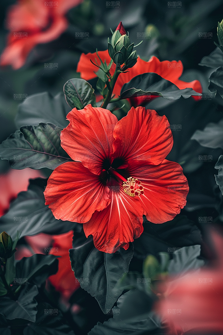 木槿花高清清新摄影图