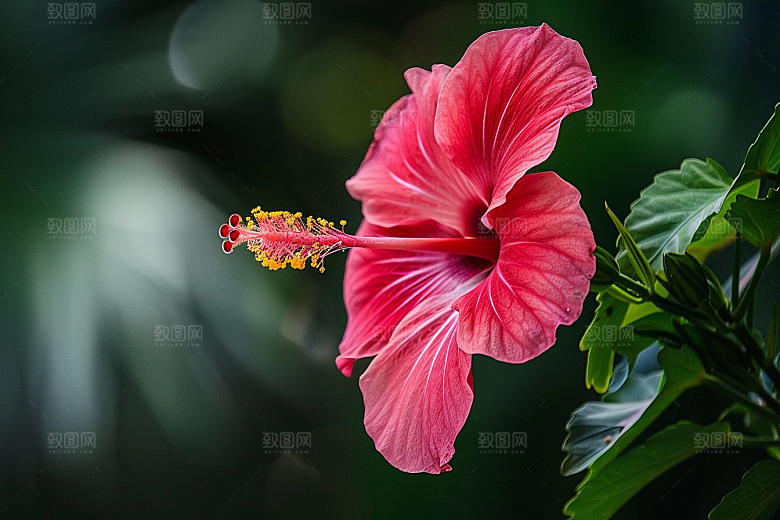 木槿花夏天唯美摄影图