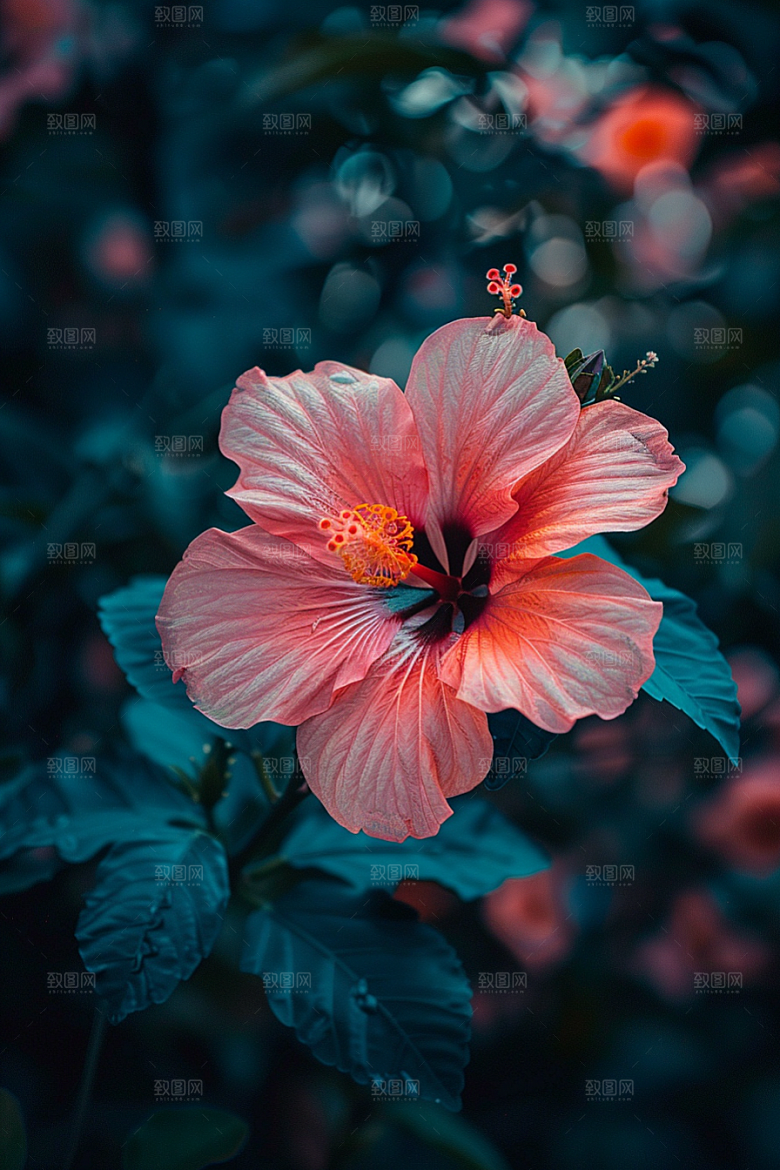 木槿花自然木棉摄影图