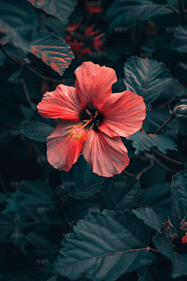 木槿花花朵夏季摄影图