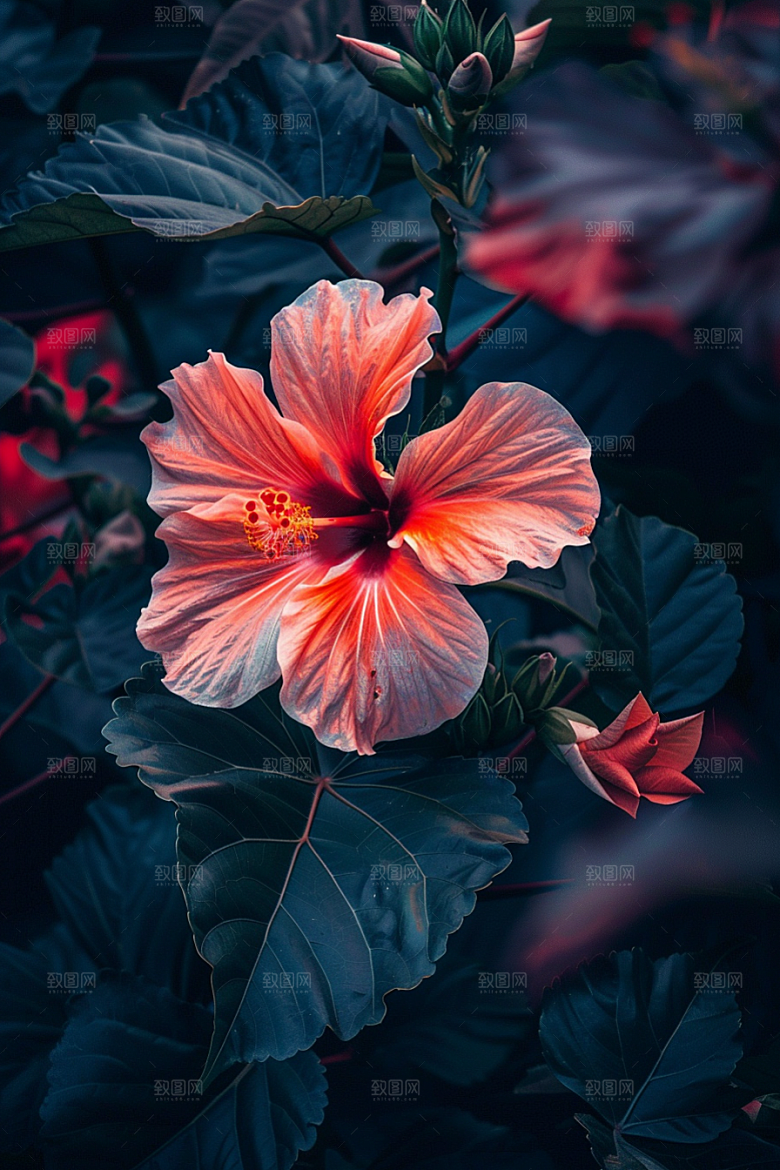 木槿花清新花朵摄影图