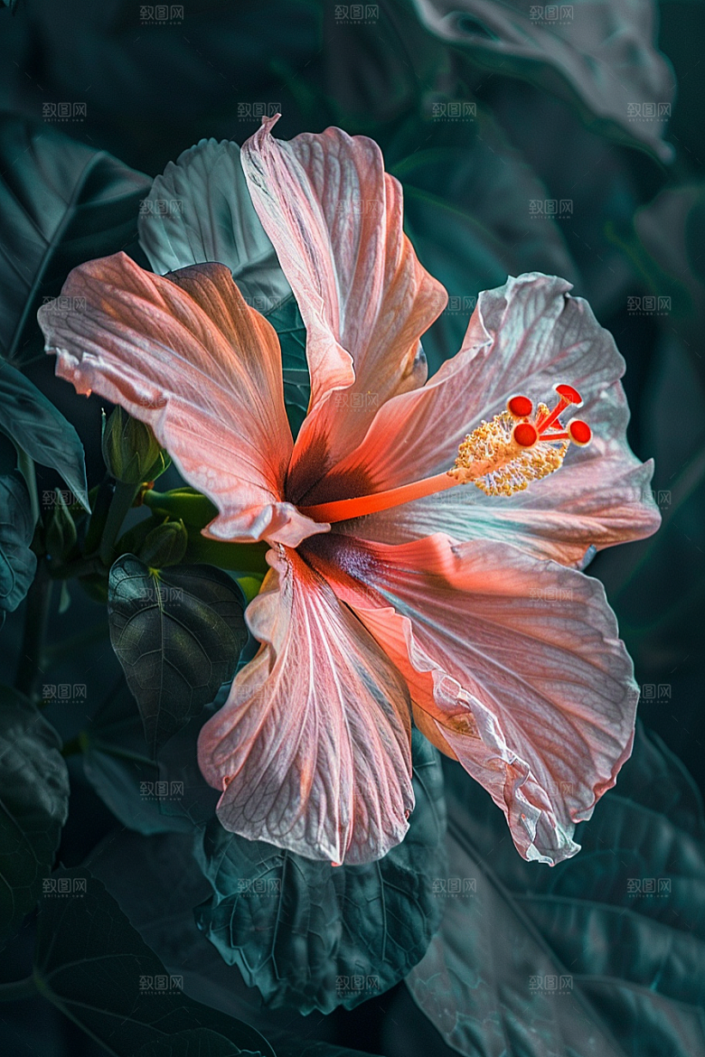 木槿花花卉花朵摄影图