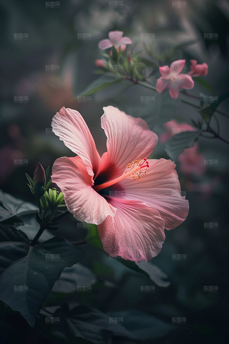 木槿花高清木棉摄影图