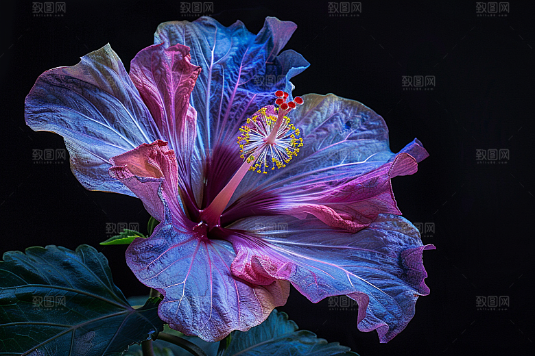 木槿花彩色唯美摄影图