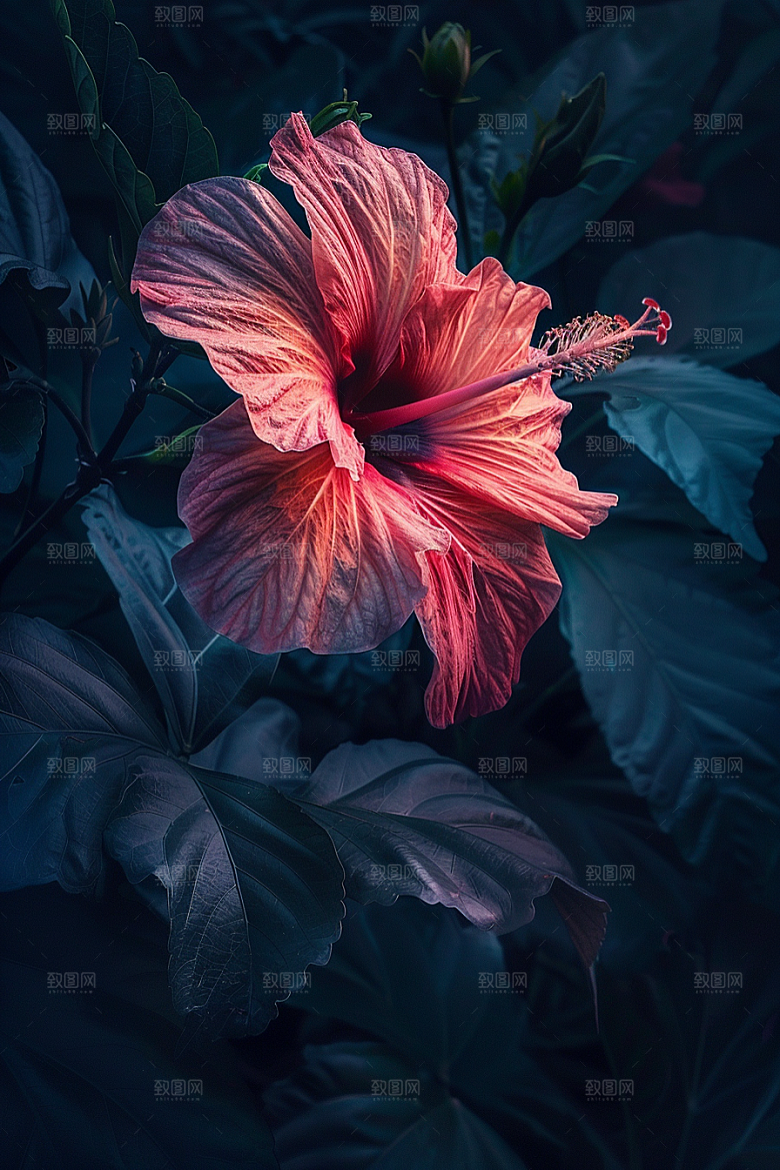 木槿花植物自然摄影图