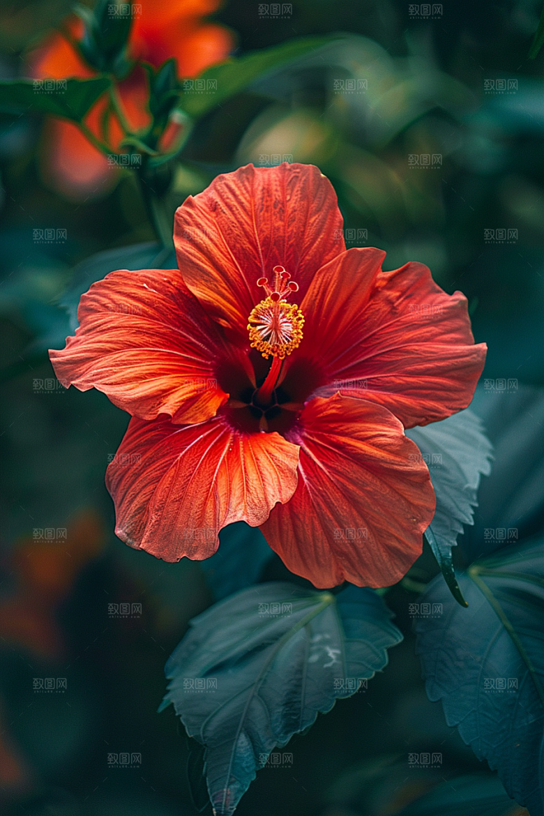 木槿花清新自然摄影图