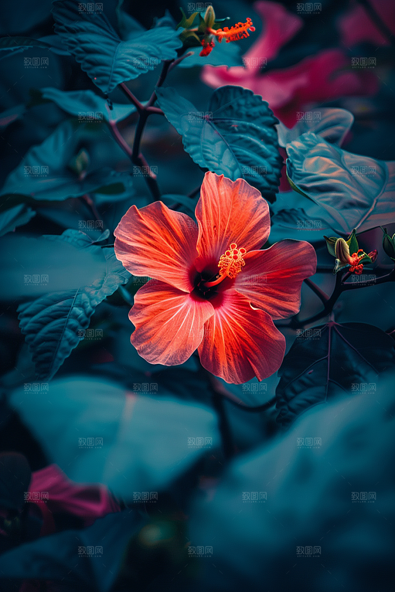 木槿花夏季植物摄影图