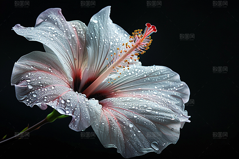 木槿花彩色唯美摄影图